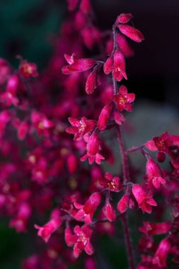 Burgonya kökleri kadife yapraklı Heuchera Sangine 'nin pembe çiçekleri, parlak çiçekli ve güzel yapraklı süs bitkisi, alüminyum ve mercan çanları olarak da bilinir.