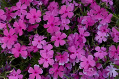 Bahçede pembe phlox subulata çiçekleri açar. Ürpertici, Samson Plox. Yaklaş. Çiçekler çiçek tarhında pembe fenomen çiçeği..
