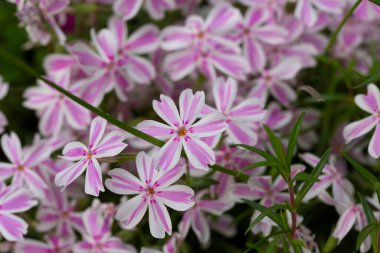Bahçede pembe phlox subulata çiçekleri açar. Ürpertici, Samson Plox. Yaklaş. Çiçekler çiçek tarhında pembe fenomen çiçeği..