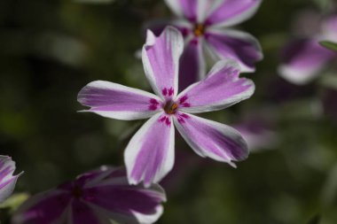 Bahçede pembe phlox subulata çiçekleri açar. Ürpertici, Samson Plox. Yaklaş. Çiçekler çiçek tarhında pembe fenomen çiçeği..