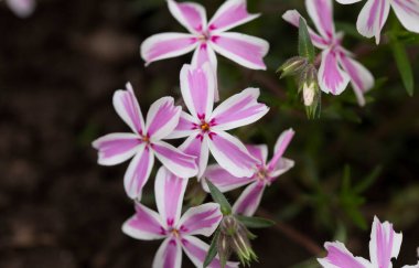 Bahçede pembe phlox subulata çiçekleri açar. Ürpertici, Samson Plox. Yaklaş. Çiçekler çiçek tarhında pembe fenomen çiçeği..