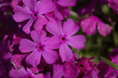 Bahçede pembe phlox subulata çiçekleri açar. Ürpertici, Samson Plox. Yaklaş. Çiçekler çiçek tarhında pembe fenomen çiçeği..