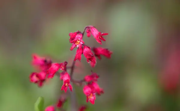 Burgonya kökleri kadife yapraklı Heuchera Sangine 'nin pembe çiçekleri, parlak çiçekli ve güzel yapraklı süs bitkisi, alüminyum ve mercan çanları olarak da bilinir.