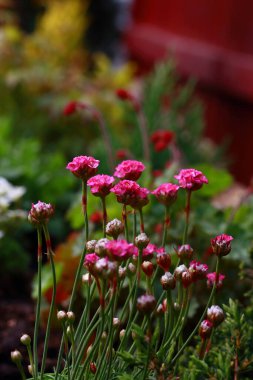 Armeria maritima Splendens, Plumbaginaceae familyasından bir bitki türü.. 