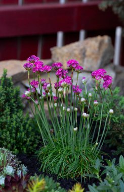 Armeria maritima Splendens, Plumbaginaceae familyasından bir bitki türü.. 