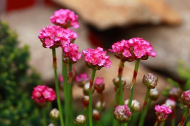 Armeria maritima Splendens, Plumbaginaceae familyasından bir bitki türü.. 