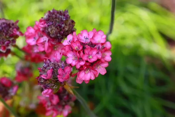 Armeria maritima Splendens, Plumbaginaceae familyasından bir bitki türü.. 