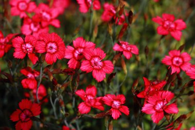 Dianthus deltoides 'Parlaklık' muhteşem bir ebediyettir. Mayıs 'tan sonbahara kadar, bir bolluk muhteşem bir görüntü yaratmak için sürekli çiçek açacak..