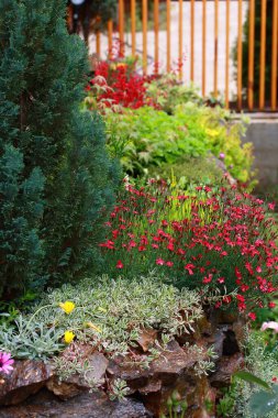 Dianthus deltoides 'Parlaklık' muhteşem bir ebediyettir. Mayıs 'tan sonbahara kadar, bir bolluk muhteşem bir görüntü yaratmak için sürekli çiçek açacak..