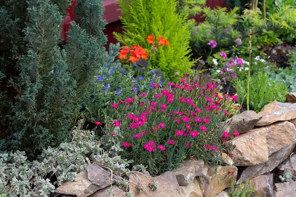 Dianthus deltoides 'Parlaklık' muhteşem bir ebediyettir. Mayıs 'tan sonbahara kadar, bir bolluk muhteşem bir görüntü yaratmak için sürekli çiçek açacak..