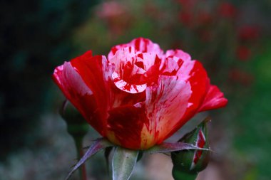 Rosa Broceliande zarif ve büyüleyici bir İngiliz usulü güldür. Cömert çiçek açması ve sarhoş edici kokusuna hayrandır. Çiçekleri daha sıcak gül tonlarına doğru derinleşen narin bir açık pembedir.