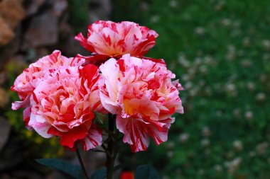 Rosa Broceliande zarif ve büyüleyici bir İngiliz usulü güldür. Cömert çiçek açması ve sarhoş edici kokusuna hayrandır. Çiçekleri daha sıcak gül tonlarına doğru derinleşen narin bir açık pembedir.