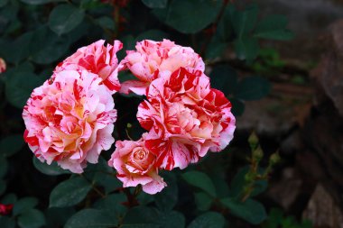 Rosa Broceliande zarif ve büyüleyici bir İngiliz usulü güldür. Cömert çiçek açması ve sarhoş edici kokusuna hayrandır. Çiçekleri daha sıcak gül tonlarına doğru derinleşen narin bir açık pembedir.