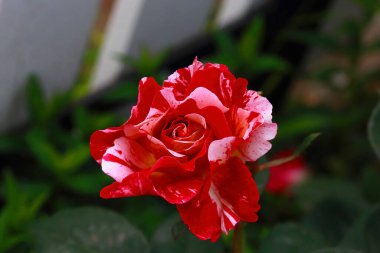 Rosa Broceliande zarif ve büyüleyici bir İngiliz usulü güldür. Cömert çiçek açması ve sarhoş edici kokusuna hayrandır. Çiçekleri daha sıcak gül tonlarına doğru derinleşen narin bir açık pembedir.