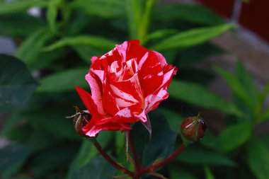 Rosa Broceliande zarif ve büyüleyici bir İngiliz usulü güldür. Cömert çiçek açması ve sarhoş edici kokusuna hayrandır. Çiçekleri daha sıcak gül tonlarına doğru derinleşen narin bir açık pembedir.