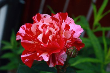 Rosa Broceliande zarif ve büyüleyici bir İngiliz usulü güldür. Cömert çiçek açması ve sarhoş edici kokusuna hayrandır. Çiçekleri daha sıcak gül tonlarına doğru derinleşen narin bir açık pembedir.