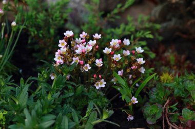 Saxifraga Elma Çiçeği. Küçük, derin kesimli, her zaman yeşil yapraklardan oluşan yüksek bir tümsek oluşturan kompakt bir daimi yıl. Kase şeklinde, soluk yüzlü soluk pembe çiçekler kaymak beyaza dönüşür. 