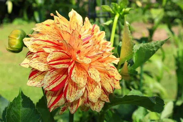 Dahlia 'Gelber Vulkan', Semikaktus-Dahlie, Semicactus Dahlia. Sarı ve turuncunun ateşli oyunu yarı kaktüs dalyası 