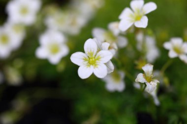 Saxifraga hipnozları, yosunlu saksafon, kesilmiş saksafon, Dovedale yosunu, Eve 's yastığı, Hint yosunu, bayan yastığı ve kraliçe yastığı olarak adlandırılan, Saxifragaceae familyasından çiçek açan bir bitki türüdür.