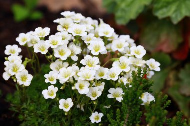 Saxifraga hipnozları, yosunlu saksafon, kesilmiş saksafon, Dovedale yosunu, Eve 's yastığı, Hint yosunu, bayan yastığı ve kraliçe yastığı olarak adlandırılan, Saxifragaceae familyasından çiçek açan bir bitki türüdür.