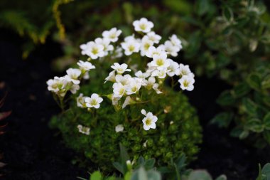 Saxifraga hipnozları, yosunlu saksafon, kesilmiş saksafon, Dovedale yosunu, Eve 's yastığı, Hint yosunu, bayan yastığı ve kraliçe yastığı olarak adlandırılan, Saxifragaceae familyasından çiçek açan bir bitki türüdür.