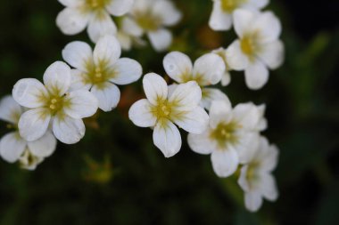 Saxifraga hipnozları, yosunlu saksafon, kesilmiş saksafon, Dovedale yosunu, Eve 's yastığı, Hint yosunu, bayan yastığı ve kraliçe yastığı olarak adlandırılan, Saxifragaceae familyasından çiçek açan bir bitki türüdür.