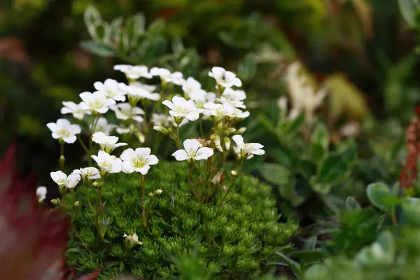 Saxifraga hipnozları, yosunlu saksafon, kesilmiş saksafon, Dovedale yosunu, Eve 's yastığı, Hint yosunu, bayan yastığı ve kraliçe yastığı olarak adlandırılan, Saxifragaceae familyasından çiçek açan bir bitki türüdür.