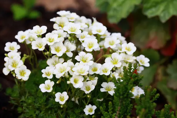 Saxifraga hipnozları, yosunlu saksafon, kesilmiş saksafon, Dovedale yosunu, Eve 's yastığı, Hint yosunu, bayan yastığı ve kraliçe yastığı olarak adlandırılan, Saxifragaceae familyasından çiçek açan bir bitki türüdür.