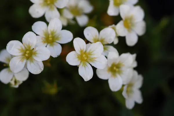Saxifraga hipnozları, yosunlu saksafon, kesilmiş saksafon, Dovedale yosunu, Eve 's yastığı, Hint yosunu, bayan yastığı ve kraliçe yastığı olarak adlandırılan, Saxifragaceae familyasından çiçek açan bir bitki türüdür.