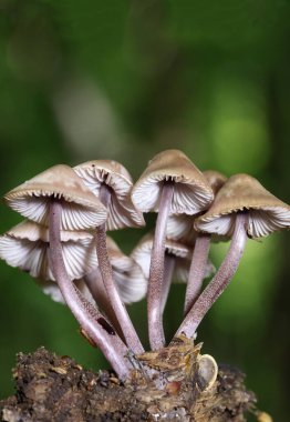 Mycena haematopus yaygın olarak kanayan peri miğferi olarak bilinir Burgundydrop bonesi ya da kanayan Mycena. Agaricales familyasından Mycenaceae familyasından bir mantar türü.