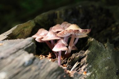 Mycena haematopus yaygın olarak kanayan peri miğferi olarak bilinir Burgundydrop bonesi ya da kanayan Mycena. Agaricales familyasından Mycenaceae familyasından bir mantar türü.