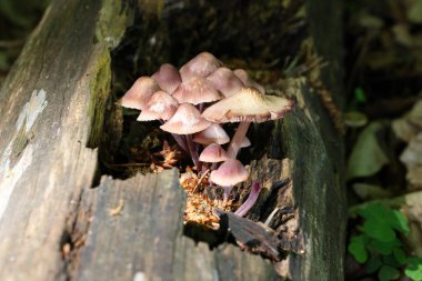Mycena haematopus yaygın olarak kanayan peri miğferi olarak bilinir Burgundydrop bonesi ya da kanayan Mycena. Agaricales familyasından Mycenaceae familyasından bir mantar türü.