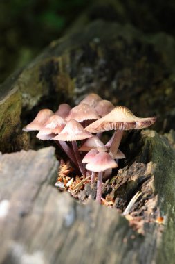 Mycena haematopus yaygın olarak kanayan peri miğferi olarak bilinir Burgundydrop bonesi ya da kanayan Mycena. Agaricales familyasından Mycenaceae familyasından bir mantar türü.