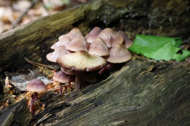 Mycena haematopus yaygın olarak kanayan peri miğferi olarak bilinir Burgundydrop bonesi ya da kanayan Mycena. Agaricales familyasından Mycenaceae familyasından bir mantar türü.