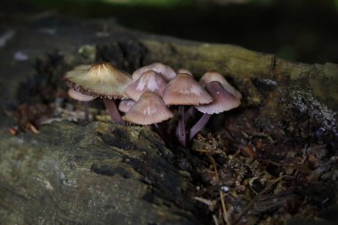 Mycena haematopus yaygın olarak kanayan peri miğferi olarak bilinir Burgundydrop bonesi ya da kanayan Mycena. Agaricales familyasından Mycenaceae familyasından bir mantar türü.