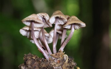 Mycena haematopus yaygın olarak kanayan peri miğferi olarak bilinir Burgundydrop bonesi ya da kanayan Mycena. Agaricales familyasından Mycenaceae familyasından bir mantar türü.