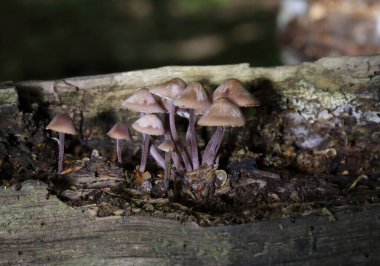 Mycena haematopus yaygın olarak kanayan peri miğferi olarak bilinir Burgundydrop bonesi ya da kanayan Mycena. Agaricales familyasından Mycenaceae familyasından bir mantar türü.