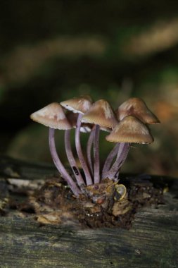 Mycena haematopus yaygın olarak kanayan peri miğferi olarak bilinir Burgundydrop bonesi ya da kanayan Mycena. Agaricales familyasından Mycenaceae familyasından bir mantar türü.