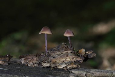 Mycena haematopus yaygın olarak kanayan peri miğferi olarak bilinir Burgundydrop bonesi ya da kanayan Mycena. Agaricales familyasından Mycenaceae familyasından bir mantar türü.