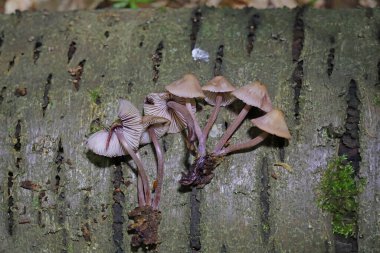 Mycena haematopus yaygın olarak kanayan peri miğferi olarak bilinir Burgundydrop bonesi ya da kanayan Mycena. Agaricales familyasından Mycenaceae familyasından bir mantar türü.