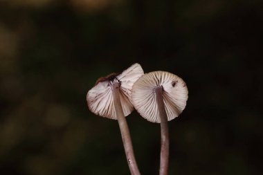 Mycena haematopus yaygın olarak kanayan peri miğferi olarak bilinir Burgundydrop bonesi ya da kanayan Mycena. Agaricales familyasından Mycenaceae familyasından bir mantar türü.