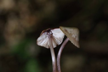 Mycena haematopus yaygın olarak kanayan peri miğferi olarak bilinir Burgundydrop bonesi ya da kanayan Mycena. Agaricales familyasından Mycenaceae familyasından bir mantar türü.