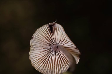 Mycena haematopus yaygın olarak kanayan peri miğferi olarak bilinir Burgundydrop bonesi ya da kanayan Mycena. Agaricales familyasından Mycenaceae familyasından bir mantar türü.