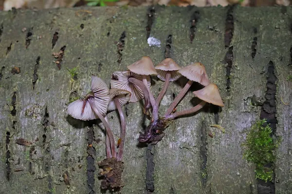 Mycena haematopus yaygın olarak kanayan peri miğferi olarak bilinir Burgundydrop bonesi ya da kanayan Mycena. Agaricales familyasından Mycenaceae familyasından bir mantar türü.