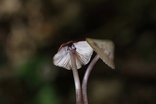 Mycena haematopus yaygın olarak kanayan peri miğferi olarak bilinir Burgundydrop bonesi ya da kanayan Mycena. Agaricales familyasından Mycenaceae familyasından bir mantar türü.