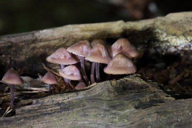 Mycena haematopus yaygın olarak kanayan peri miğferi olarak bilinir Burgundydrop bonesi ya da kanayan Mycena. Agaricales familyasından Mycenaceae familyasından bir mantar türü.