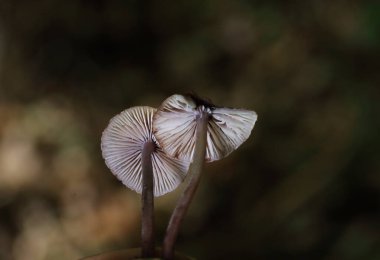 Mycena haematopus yaygın olarak kanayan peri miğferi olarak bilinir Burgundydrop bonesi ya da kanayan Mycena. Agaricales familyasından Mycenaceae familyasından bir mantar türü.