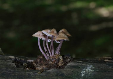 Mycena haematopus yaygın olarak kanayan peri miğferi olarak bilinir Burgundydrop bonesi ya da kanayan Mycena. Agaricales familyasından Mycenaceae familyasından bir mantar türü.
