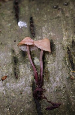 Mycena haematopus yaygın olarak kanayan peri miğferi olarak bilinir Burgundydrop bonesi ya da kanayan Mycena. Agaricales familyasından Mycenaceae familyasından bir mantar türü.
