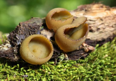 Phylloscypha phyllogena ya da Peziza phyllogena, Pezizacea familyasından bir mantar türüdür.